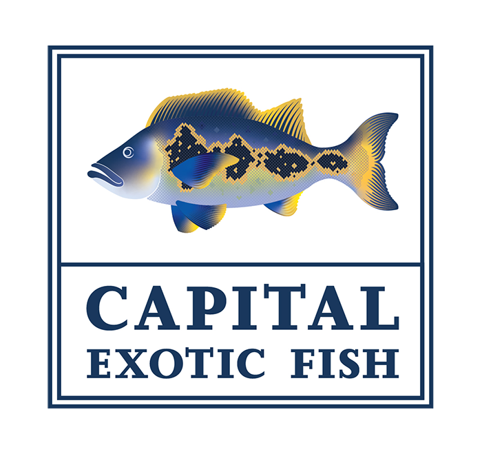 Capital Exotic Fish